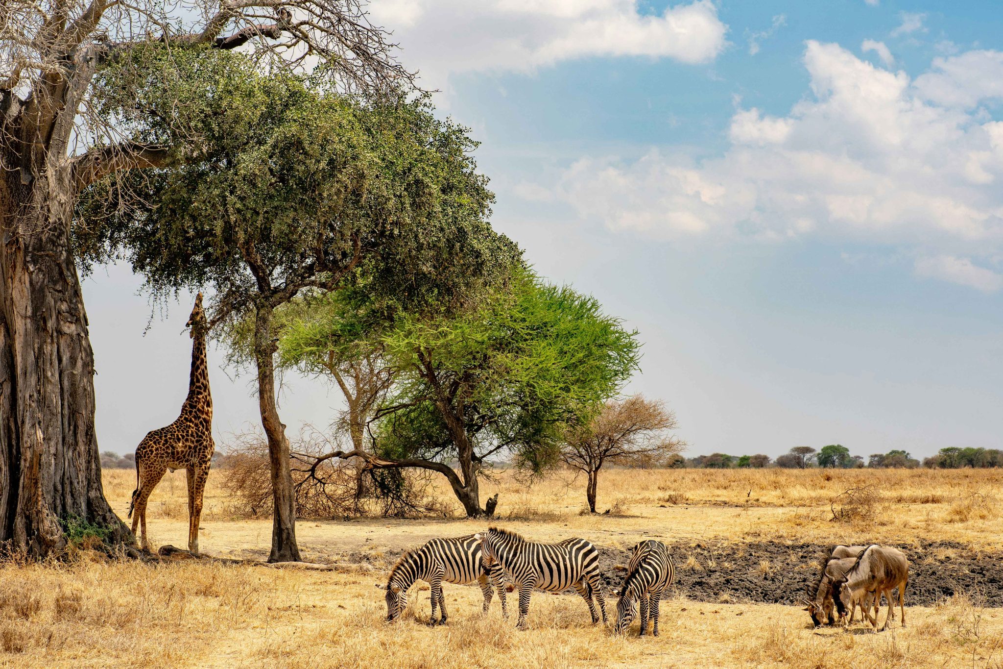 Safari in South Africa vs Tanzania: Where Should You Go? - Days to Come